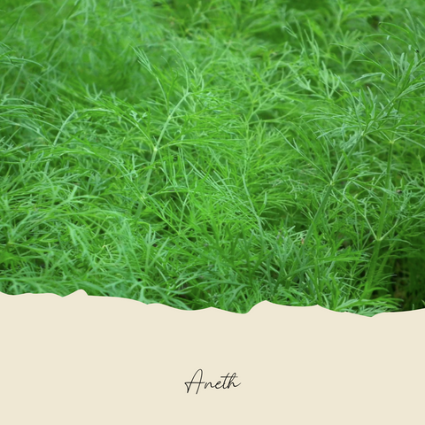 Plant d'aneth