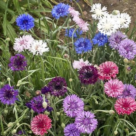 Plants de centaurées mélangées