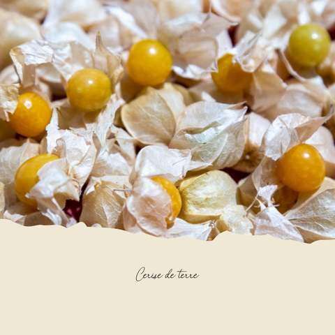 Plant de cerises de terre