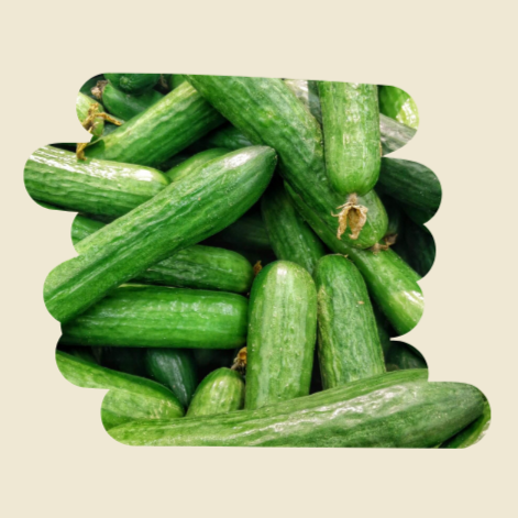 Plant de concombre libanais