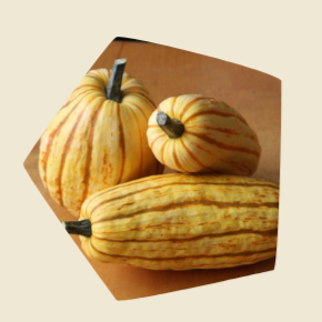 Plant de courges Delicata