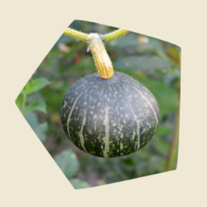 Plant de courges Buttercup