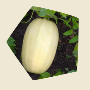 Plant de courges spaghetti