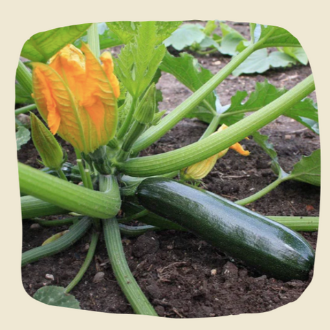Plant de courgettes vertes