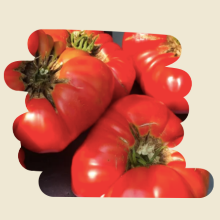 Plant de tomates Adelin Morin