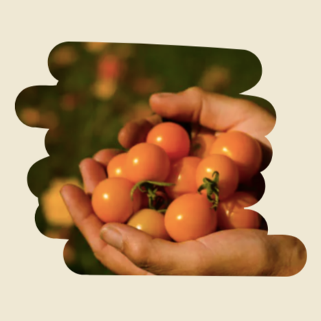 Plant de tomates Soleil d'or