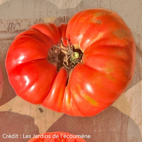 Plant de tomates Mémé de Beauce