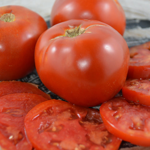 Plant de tomates Moskovitch