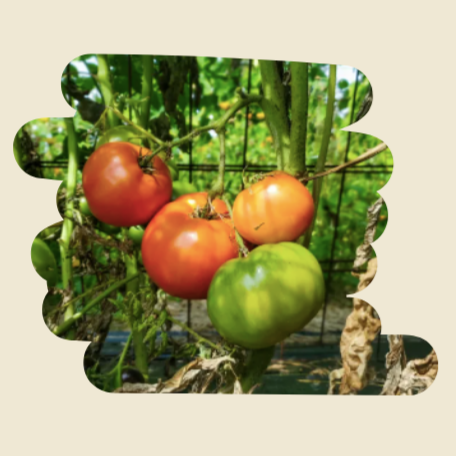 Plant de tomates Plourde