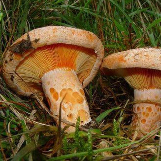 Champignons sauvages frais du moment