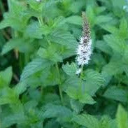 Bouquet de menthe sauvage