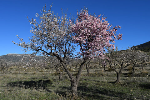 L’amande : un petit plaisir qui peut peser lourd sur la planète
