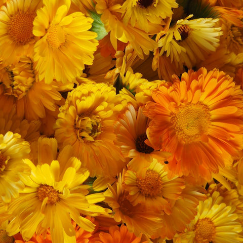 Calendule (fleurs complètes)