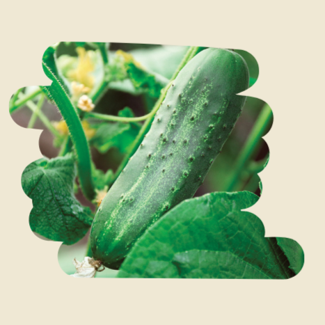 Plant de concombre Tante Alice