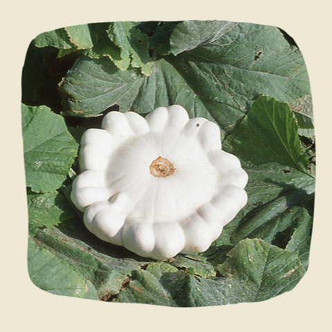 Plant de courgettes Pâtisson blanc