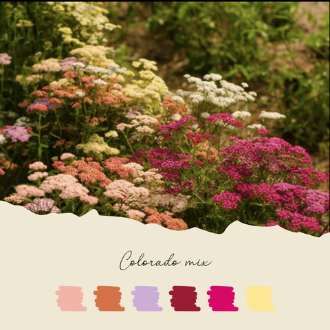 Plant d'achillée millefeuille Colorado Mix