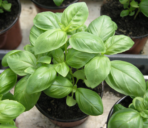 Plant de basilic Genova