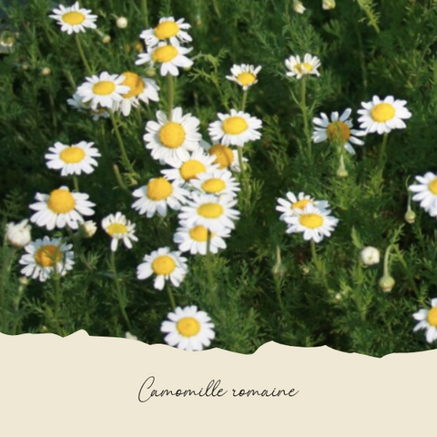 Plant de camomille romaine