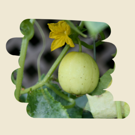 Plant de concombre Citron