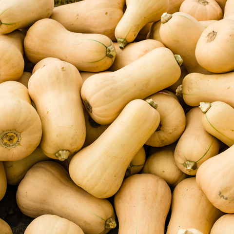 Plant de courges Butternut