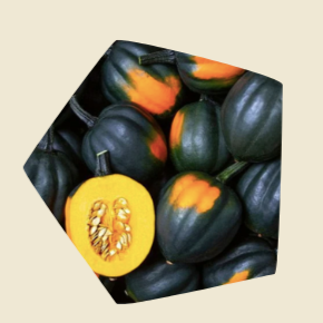 Plant de courges poivrées Table Queen