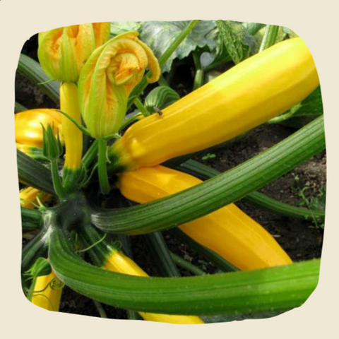 Plant de courgettes jaunes