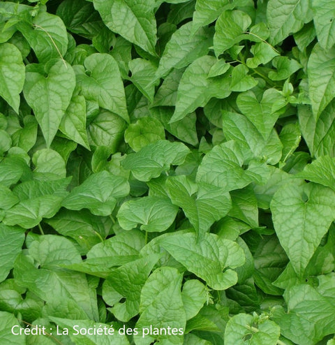 Plant d'épinard grimpant du Caucase