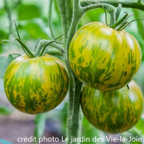 Plant de tomate Green Zebra