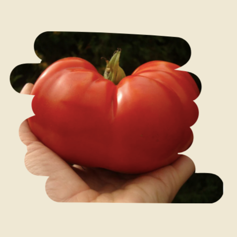 Plant de tomates Moskovitch