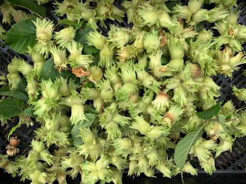 Noisettes du Québec