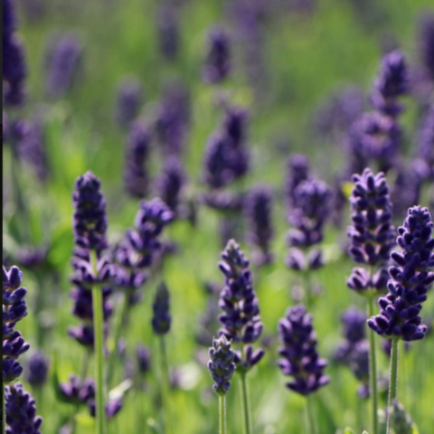 Plant de lavande