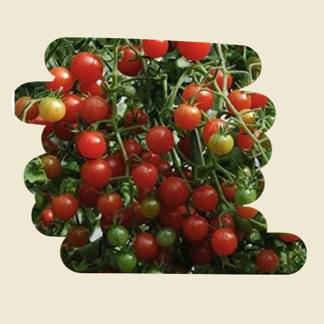 Plant de tomates Petit moineau
