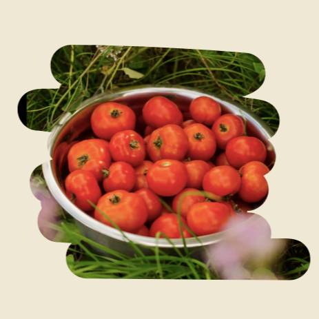 Plant de tomates Petit bec