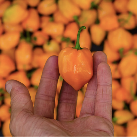 Plant de piments Magnum Habanero