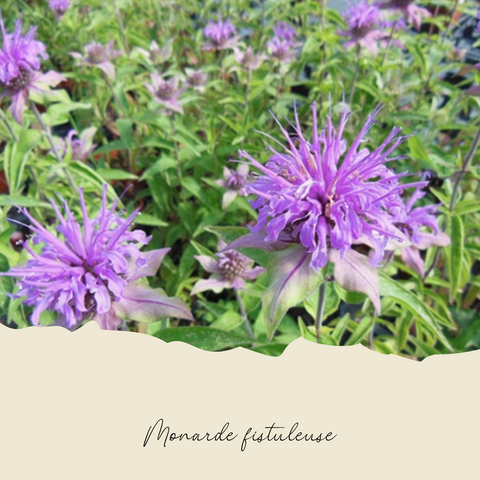 Plant de monarde fistuleuse