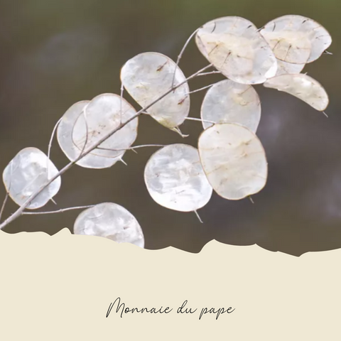 Plant de Monnaie du Pape