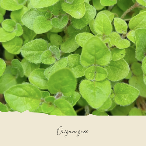 Plant d'origan grec