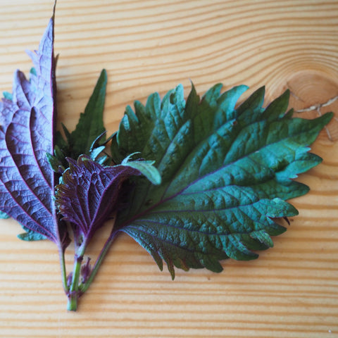 Shiso