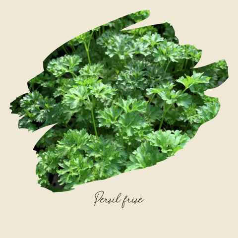 Plant de persil frisé