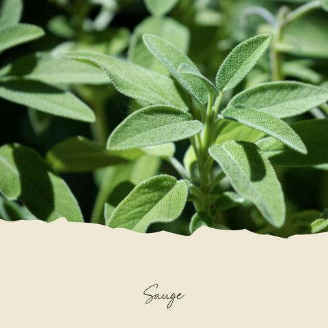 Plant de sauge