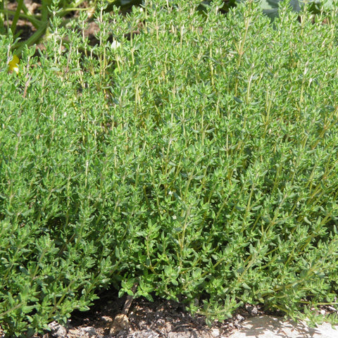 Plant de thym d'hiver allemand