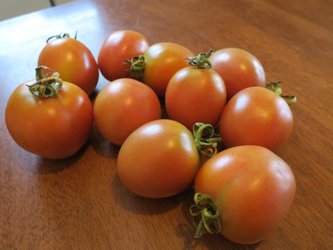 Plant de tomate Madagascar
