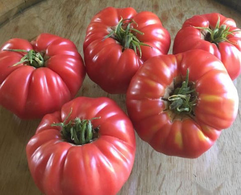 Plant de tomate Cosmonaut Volkov