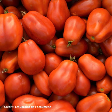 Plant de tomates Roma