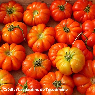 Plant de tomates Rosso Sicilian