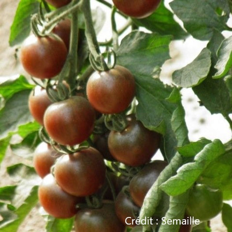 Plant de tomates cerises noires