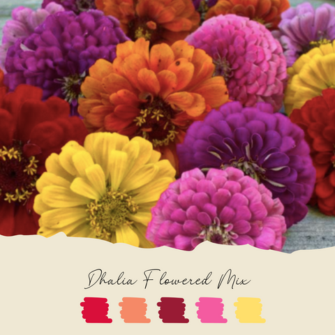Plant de zinnia Dahlia Flowered Mix