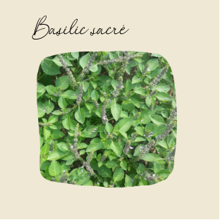 Plant de basilic sacré