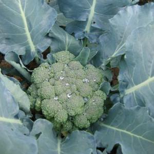 Brocoli bio