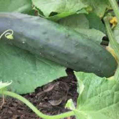 Plant de concombre Marketmore